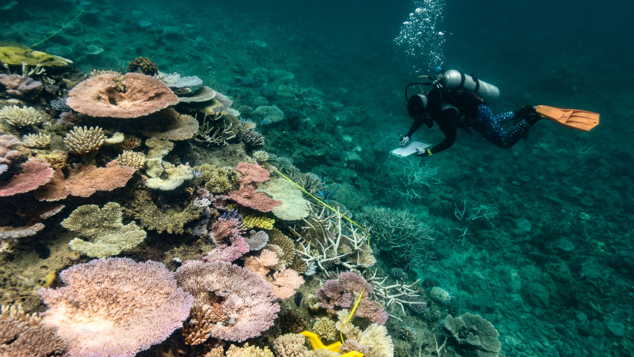 coral reef with a diver