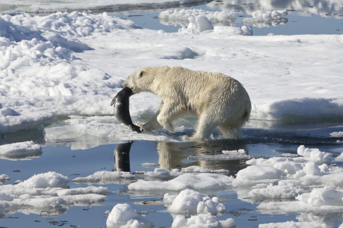 Polar Bear on Ice