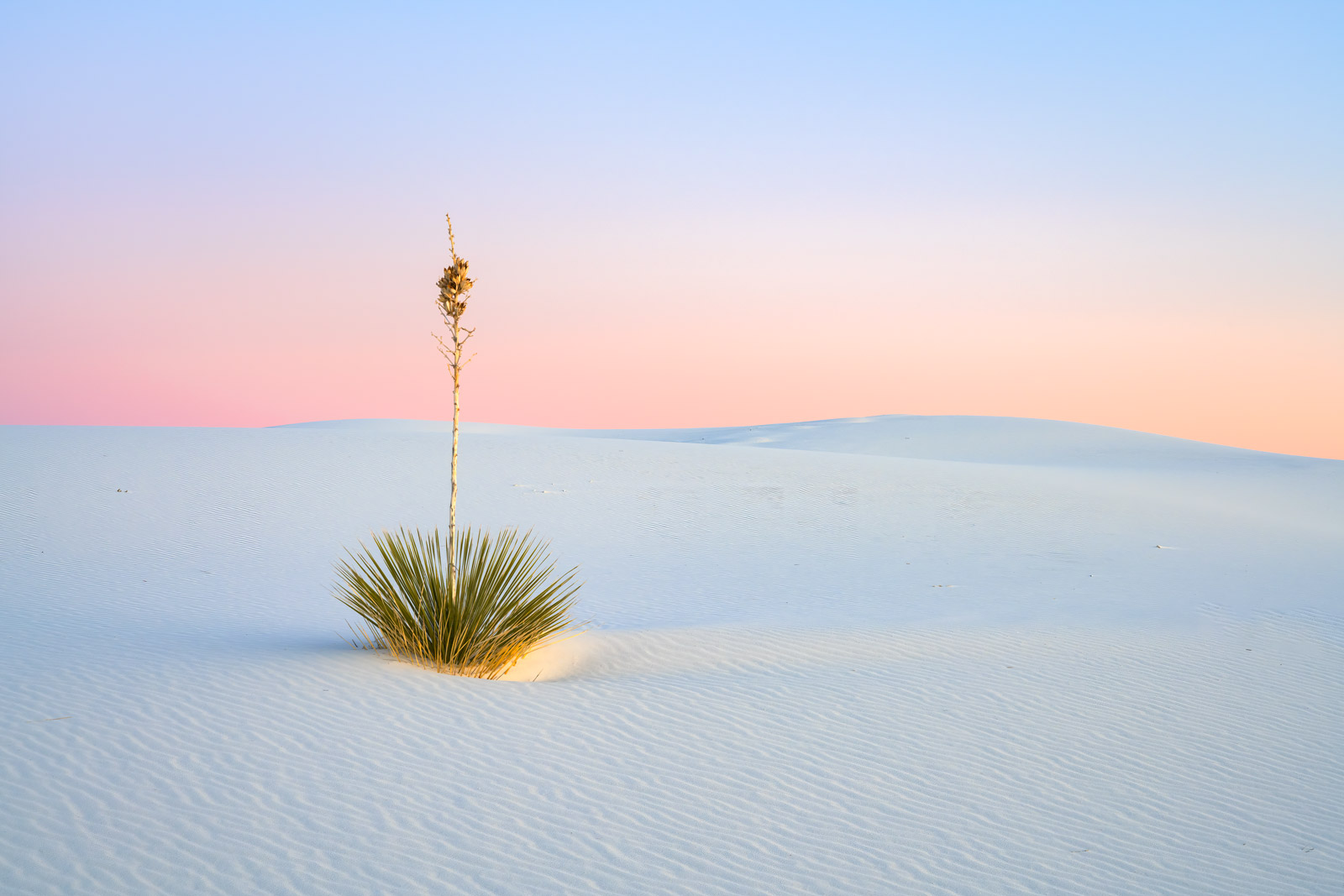 plants in white sand